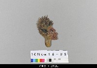 中國北京皮影藏品圖，第2張